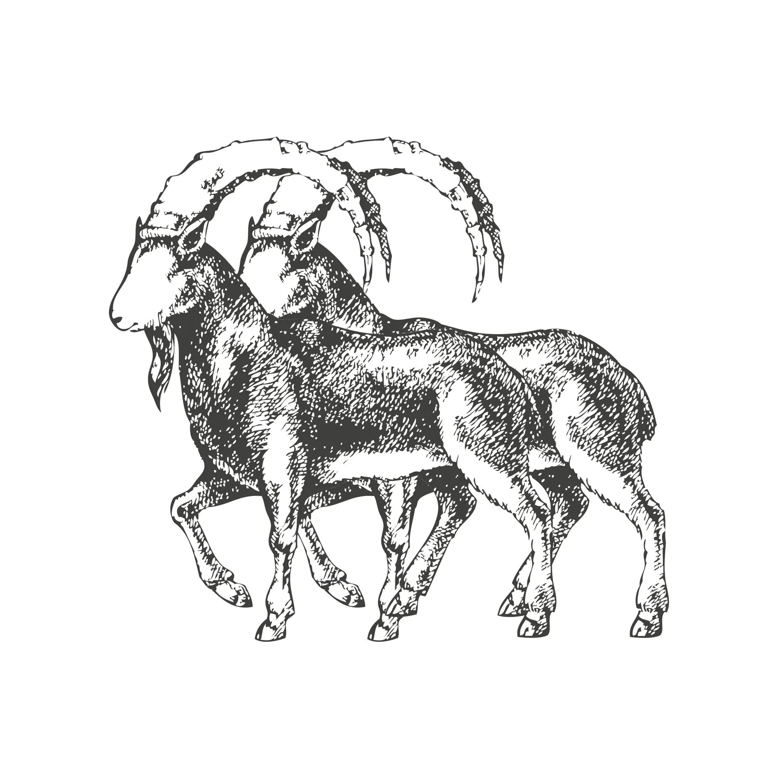 God's True Cashmere brand story image