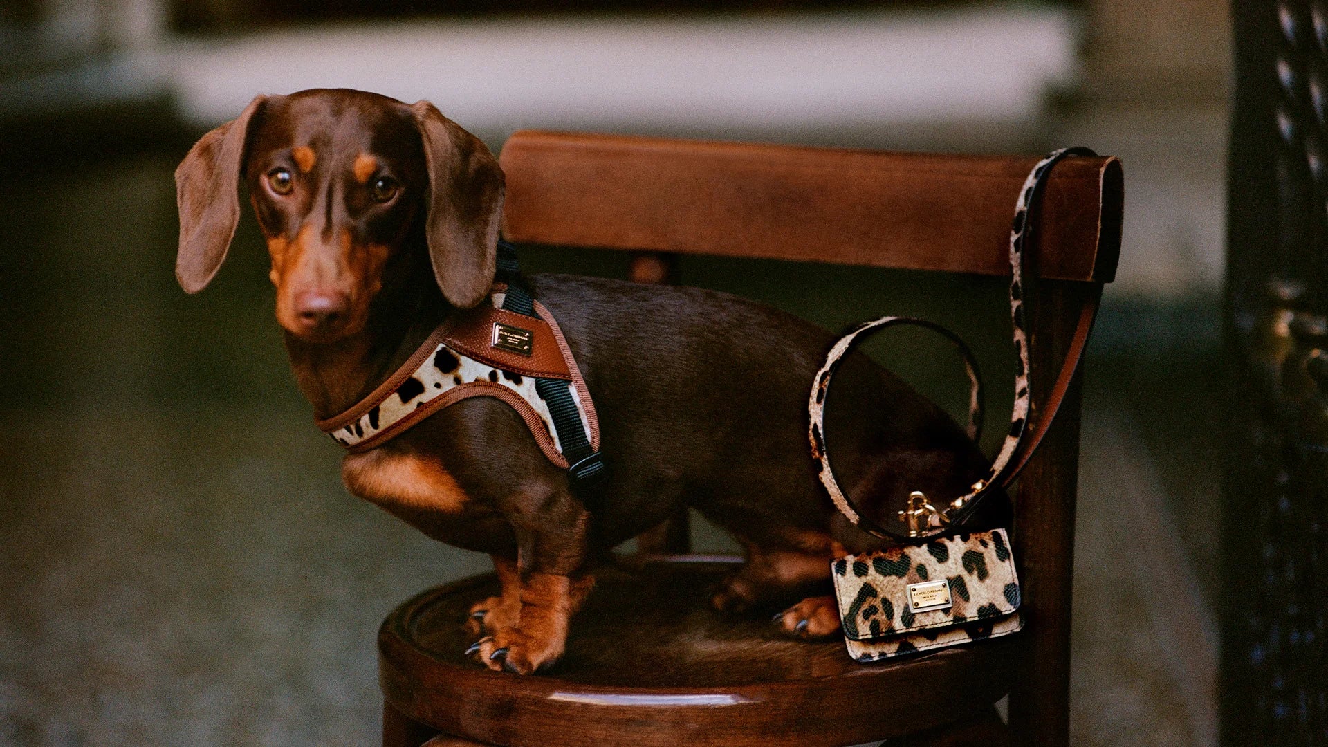 Dolce & Gabbana Introduces An Exclusive New Addition For Dogs